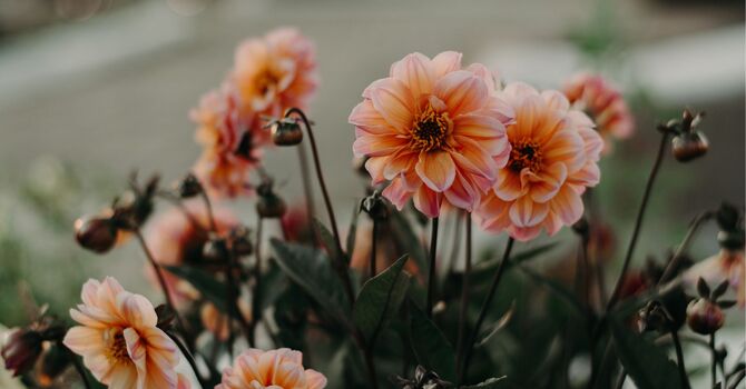 Osteopathic Manual Therapy